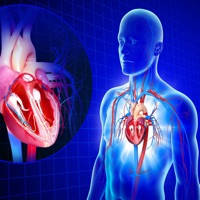 Circulatory System Anatomy Circulatory System Anatomy