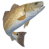 TIdes For Fishing TIdes For Fishing