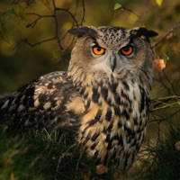 Russian Birds Lite Russian Birds Lite