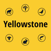 Yellowstone NP Field Guide