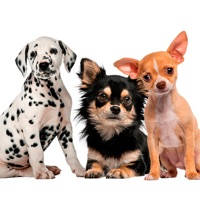 Chihuahua & Dalmatians & more