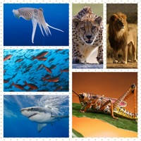 Animal Sounds, Quiz and Learn