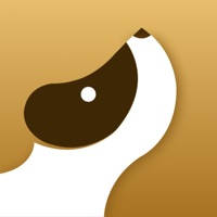 蕾丝狗 – Lace Dog