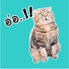 Oh My Cat Animated Stickers