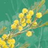 Wattle – Acacias of Australia