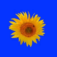 Sunflower Stickers Sunflower Stickers