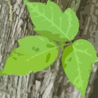 Itchy Plant Itchy Plant