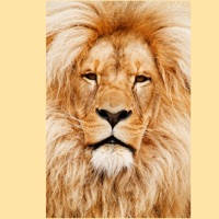 King of the Jungle Stickers