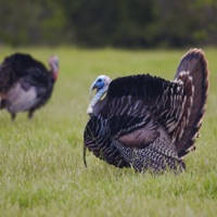 Turkey Hen-Tom Hunting Calls Turkey Hen-Tom Hunting Calls
