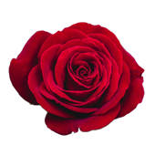 Lovely Flower Collection