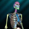 Our Bony Scaffold