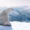 Polar AR Polar AR