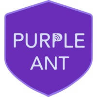 Purple Ant