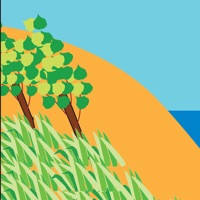 Dune Plants