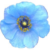 Wildflowers of Mount Everest Wildflowers of Mount Everest