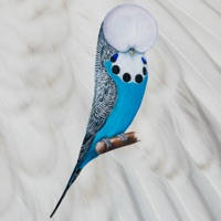 Budgerigar Budgerigar