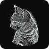 专注的猫 – FocusCat