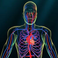 Vascular system