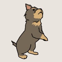 Yorkshire terrier : Stickers Yorkshire terrier : Stickers