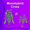 Monohybrid Cross