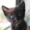 Kitten Sounds Pro – Cat Sounds