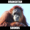 Real Orangutan Sounds