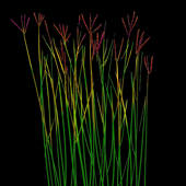 Grass Flower Weed: Bluestem Grass Flower Weed: Bluestem