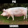 Pig Sounds and Effects