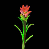 Grass Flower Weed: SpringBloom Grass Flower Weed: SpringBloom