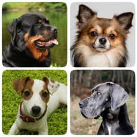 Dog Breeds Quiz – Dog Games Dog Breeds Quiz – Dog Games