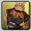 Figurinhas de – Gatos e Cachor