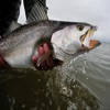 Florida Fishing