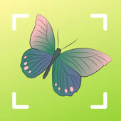 Butterfly identifier – insect