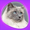 Animals 360 – Cats