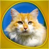 Animals 360 – Cats Gold