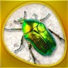 Animals 360 – Insecta Gold