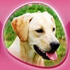 Animals 360 – Dogs