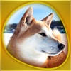 Animals 360 – The DogShow Gold