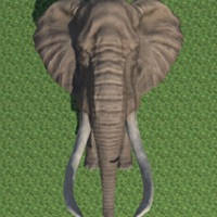 Hungry Elephant Yo! Hungry Elephant Yo!