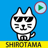 SHIROTAMA Cat 4 Sticker