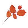 Avellana App