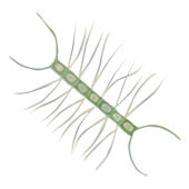Phyto Phyto