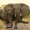 Wild Animals Slider Puzzle HD