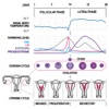 Basal Body Temp Calculator HD
