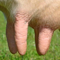 Milk it! Cows goats elephants dogs and zoo animals Milk it! Cows goats elephants dogs and zoo animals