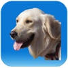 Dog Medical Agenda