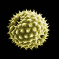 Pollen-News Pollen-News