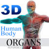 3D Human Body Organs Reference