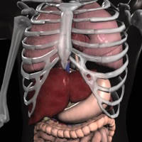 Anatomy 3D – Organs