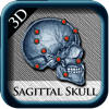 Sagittal Skull 3D Sagittal Skull 3D